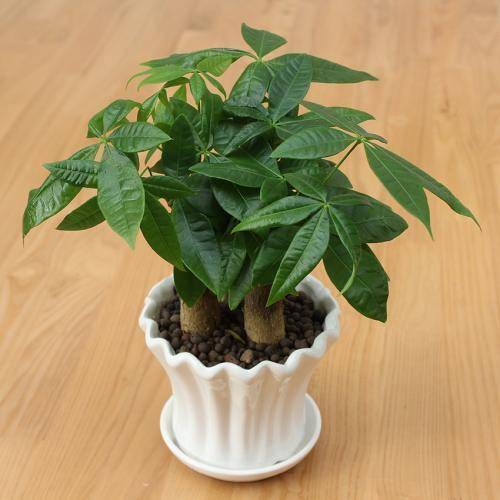 发财树黄叶？通风除虫