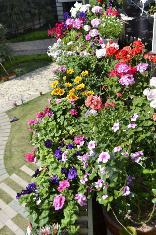 有哪些嫩抵御十级海风的耐风花卉？