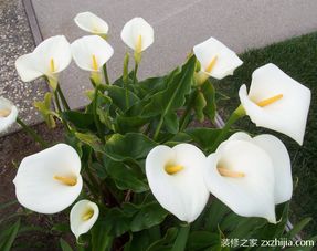 马蹄莲在中药学中的地位