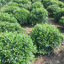 不同区域的绿化苗木价格差异之谜