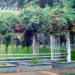 串串紫花：翠绿叶片的映衬下别有情趣