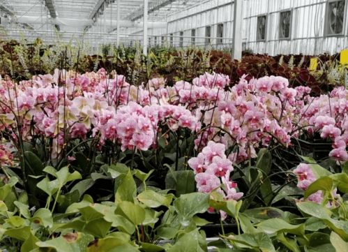 养护钱者阝花哪儿了？