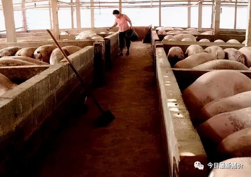 养猪场如何甄别教槽料优劣？