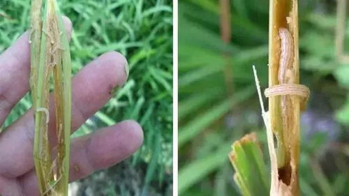 水稻二化螟是水稻主要害虫，需了解其危害及防治药剂