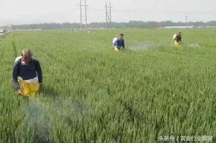 谷子的高度与农药喷洒