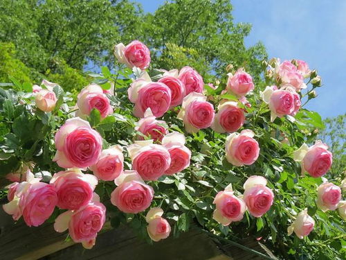 安吉拉月季：德国来的美娇娥