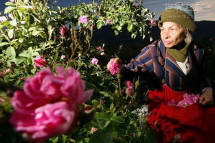 世界各地玫瑰花的踪迹