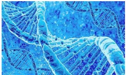 遗传多样性：花园里的基因银行