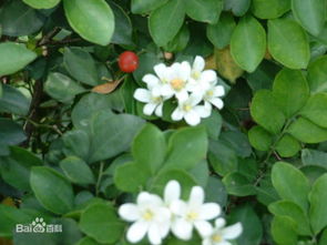 双喜藤花种植：土壤选择大揭秘