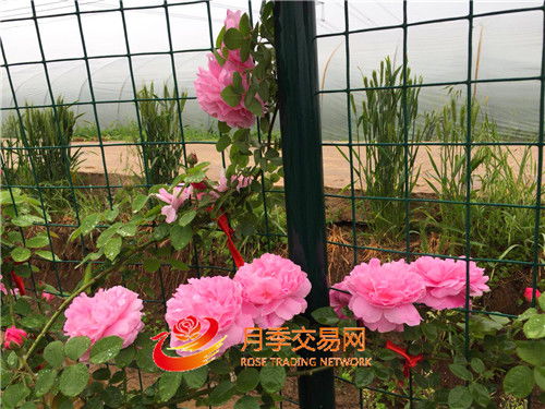 鸡冠花为何容易遭受虫害困扰？有没有有效的虫害防治全攻略