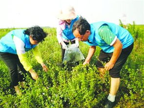 胶州土豆种植面积稳定在15万亩左右