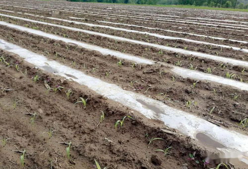 冬燕麦收后翻耕，增肥保墒