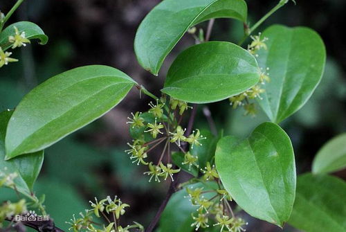 藤本药材大盘点