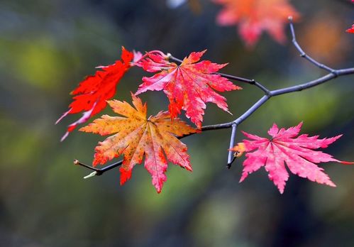 火焰树的神秘面纱