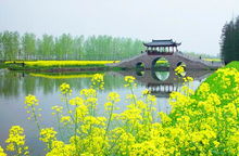 池杉的生长环境特点