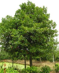 实地考察的重要性