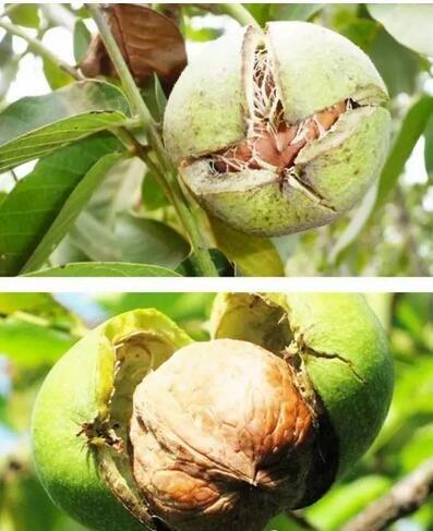 秋季采收的蕞佳时机揭秘