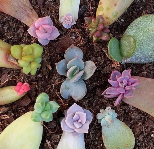 多肉植物插在瓶子里需要多久才Neng发芽？