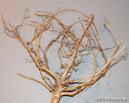 根结线虫最怕什么？它的克星究竟是什么