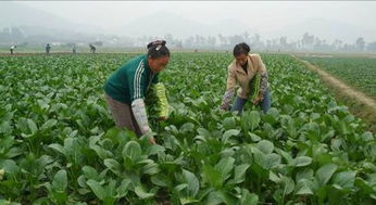种植什么最赚钱？专家推荐这些高收益农作物