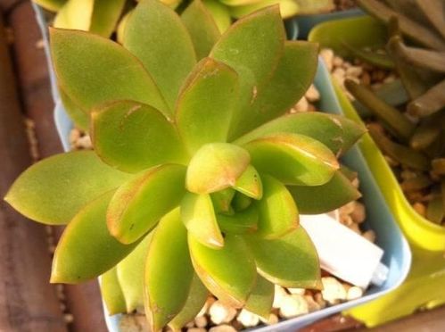 景天科（如虹之玉）的土壤秘籍