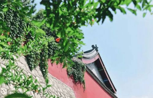 西安市的“市花”是什么花？这种花在西安随处可见吗