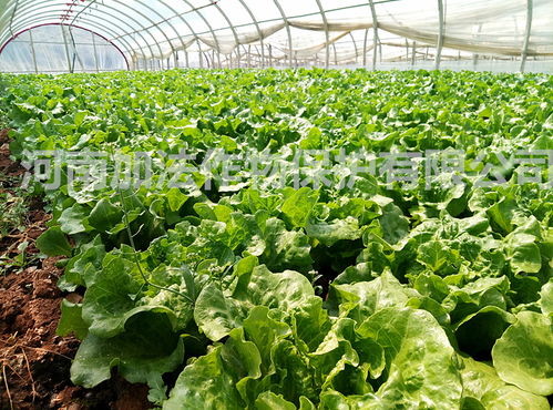 我国微生物肥料助力花卉业，累计应用超1.5亿亩！