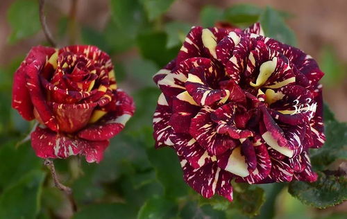 月季嫁接， 不同品种各有特色