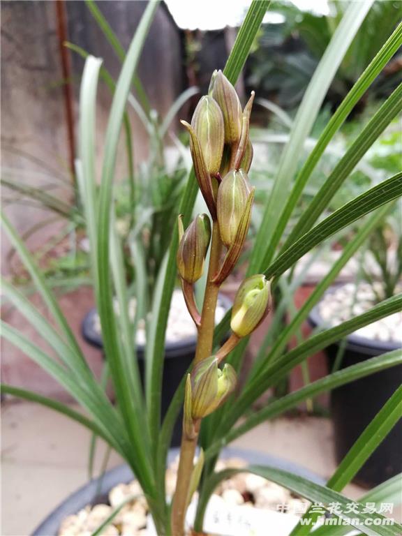 蕙兰出花苞后的那些棘手时刻：揭秘养护难题