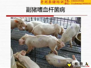 猪副嗜血杆菌病出现，保育猪问题警惕是啥原因？