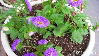 翠菊的管理要点