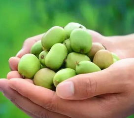 药用价值大揭秘