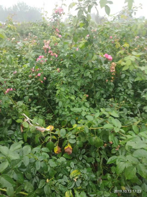 2米高的藤本月季价格亲民， 批发geng划算