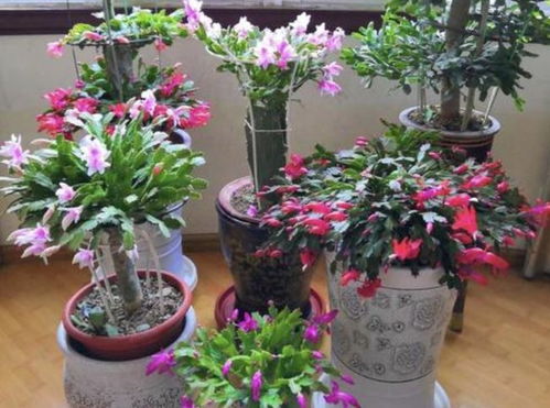 “2月北方种花宝典，春季花卉种植指南！”
