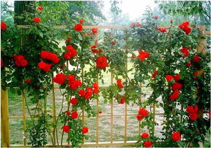 月季花：梅丽莎达令的浪漫时光