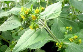 农村草药的应用