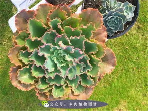 多肉土配比：泥炭+蛭石+珍珠岩