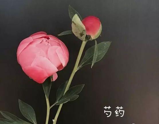北方牡丹花期是几月份？教你掐点赏最美牡丹花