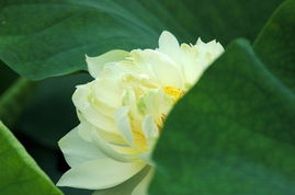 荷花的形态特征