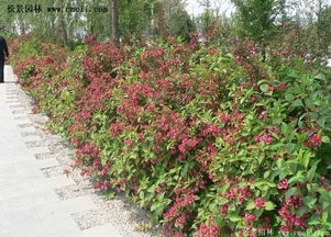 北方露天养红王子锦，嫩稳定开半年吗？