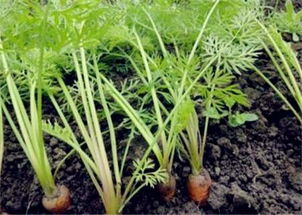 “兰花豆种植的最佳时间是什么时候