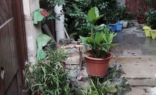 阳台盆栽花草虫害防治小窍门