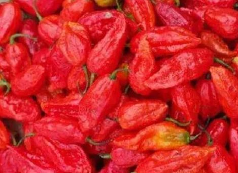 杨梅种子催芽的温度注意事项