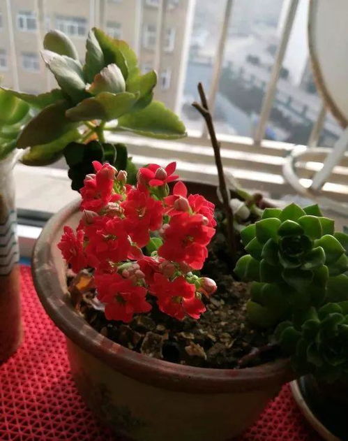 修剪枯萎枝条，保持植株健康