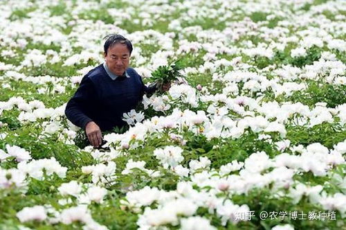 眉山春天的花海盛宴