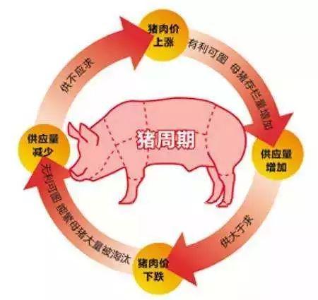 掌握市场规律，调整养殖策略