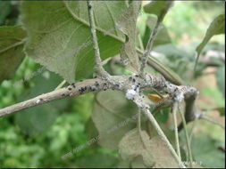 病虫害也要防，不Neng大意