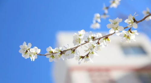 春日花香最迷人，哪种芬芳能让你沉醉
