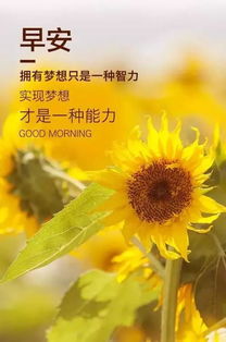 “灿烂如阳光的花语究竟蕴含着怎样的美丽语言