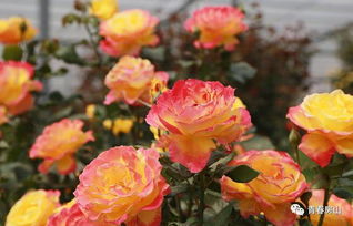 月季小镇，大兴魏善庄的美丽画卷